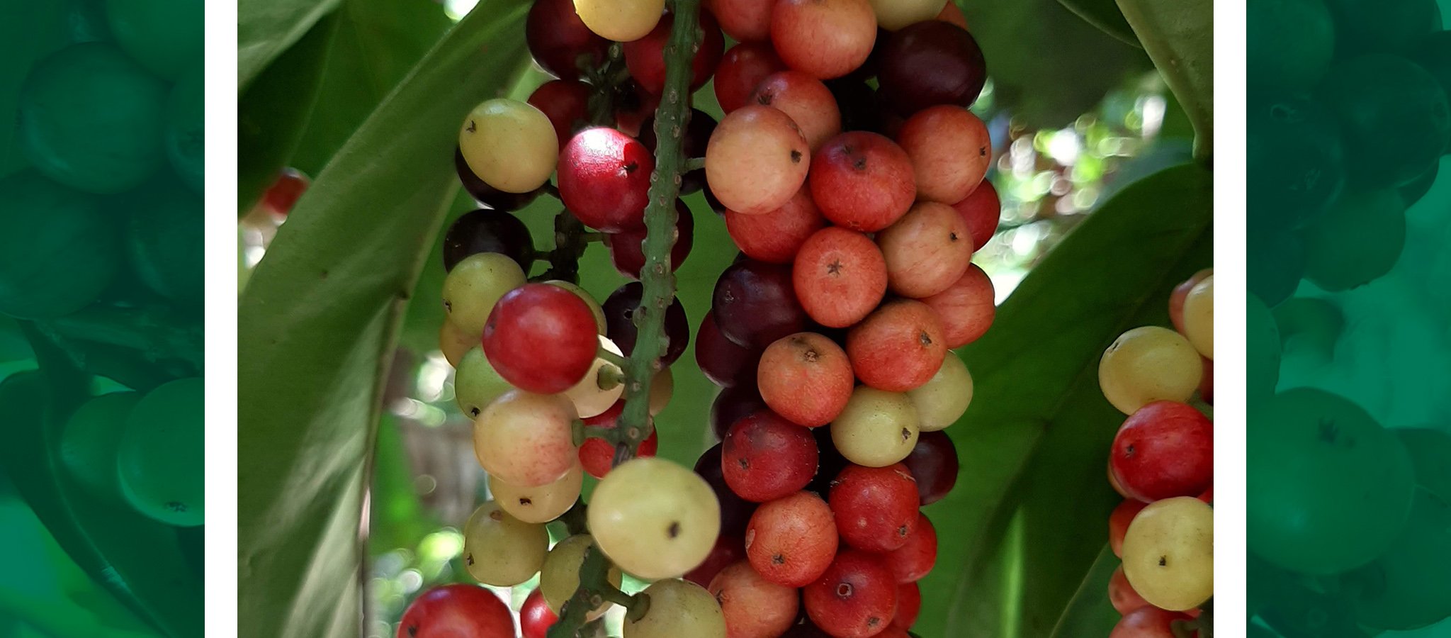 Indigenous berries show nutritional and therapeutic values – UP Alumni ...